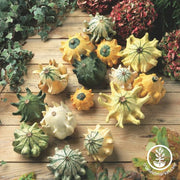 Gourd Seeds - Crown of Thorns Shenot