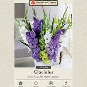 Gladiolus Bulbs - Glad you Are Here Mixture
