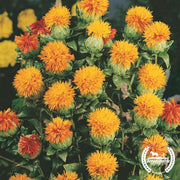 Safflower Seeds - Zanzibar (organic)