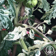 Tomato Seeds - Salad - Variegated