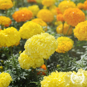Marigold Seeds - Cracker Jack Mix (Organic)