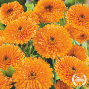 Calendula Seeds - Orange Pacific Beauty (Organic)