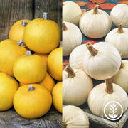 Pumpkin Seeds - Autumn Moon and Ghoulie Mix