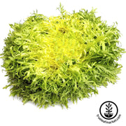 Endive Seeds - Pancaliere