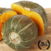 Squash Seeds - Winter - Burgess Buttercup Bush (Organic)