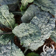 Kale Seeds - Black Magic (Organic)
