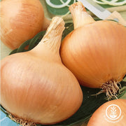 Onion Seeds - Short - Texas Grano 502
