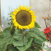 Sunflower Seeds - Dwarf Star