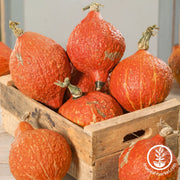 Squash Seeds - Winter - Golden Hubbard