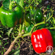 Pepper Seeds - Sweet - Quadrata D'Asti Rosso