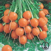 Carrot Seeds - Thumbelina