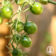 Tomato Seeds - Green Cherry