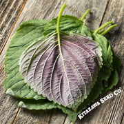 Shiso Seeds - Bicolor (Organic)
