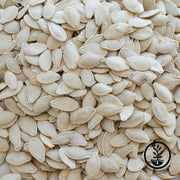 Squash Seeds - Summer - Crookneck - Clearance Seeds