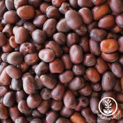 Bell Fava Bean Seeds
