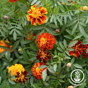 sparky mixture marigold flowers