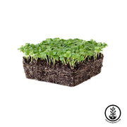 Basil Microgreens Seeds With White background 