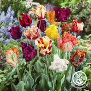 Parrot mix  tulip 