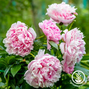  Sarah Bernhardt Peony