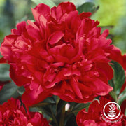 Karl Rosenfield Peony