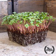 Radish - Pink Summercicle (Organic) - Microgreens Seeds