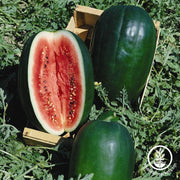 peacock improved watermelon with red flesh