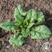 Spinach Seeds - Correnta Hybrid
