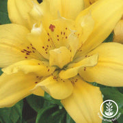 Fata Morgana Double Asiatic Lily Flower