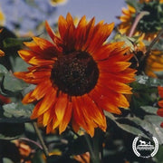Sunflower Seeds - Autumn Beauty (Organic)
