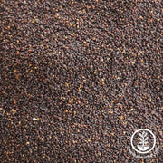 Corn Poppy Seeds - American Legion Flanders - Clearance Seeds