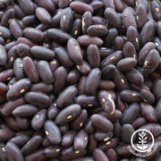 Bean Seeds - Bush - Provider - Clearance Seeds