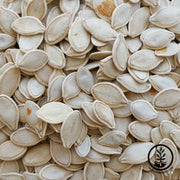 Pumpkin Seeds - Cherokee Bush - Clearance Seeds