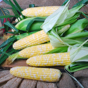 Corn Seeds - Sweet - Nirvana F1 Hybrid