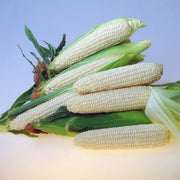 Corn Seeds - Sweet - Eden RMN F1 Hybrid