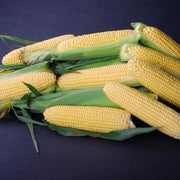 Yellow corn on the cob with green leaves on a dark background