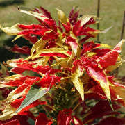 Amaranthus Seeds - Splendens Perfecta Tricolor