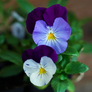 Pansy Seeds - Cool Wave Series