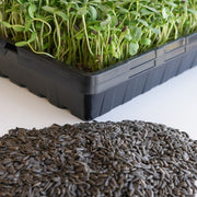 Sunflower microgreens and sunflower seeds. 