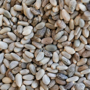 Artichoke Seeds - Green Globe - Clearance Seeds
