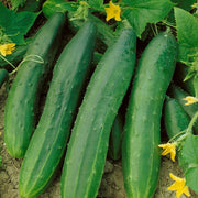 Green cucumbers growing on the vine in a garden, surrounded by green leaves and small yellow flowers.