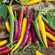 colorful peppers in a nature background 