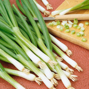 bunching onions in a red surface.