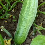 Cucumber in a nature background 