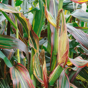 Striped maize in a nature background 