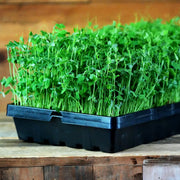 A black plastic tray filled with pea green microgreens or sprouts, photographed on a rustic wooden surface with a blurred wood background.