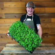 A smiling man wearing a cap and apron holds up a large black tray filled with pea green microgreens in front of a rustic wood plank wall.