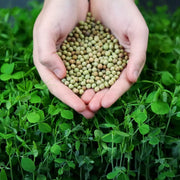 A pair of hands holding a small pile of round green pea seeds over a dense background of growing green pea plants.