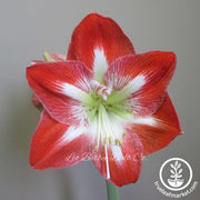 Amaryllis Bulbs - 24/26 - Fantastica