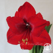 Amaryllis Bulbs - 24/26 - Red Lion