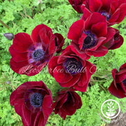 Anemone Bulbs - Carmel Bordeaux